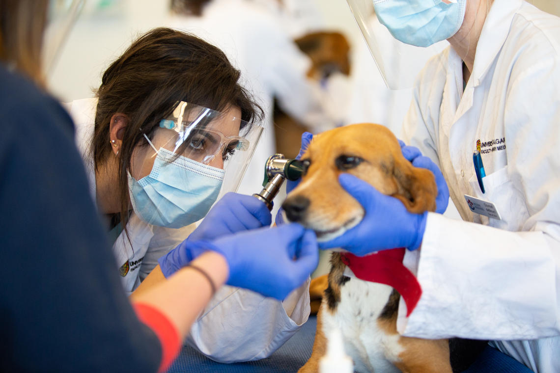 How to teach veterinary medicine in COVID19 times News